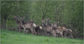<p>JELEN LESNÍ (Cervus elaphus)</p>